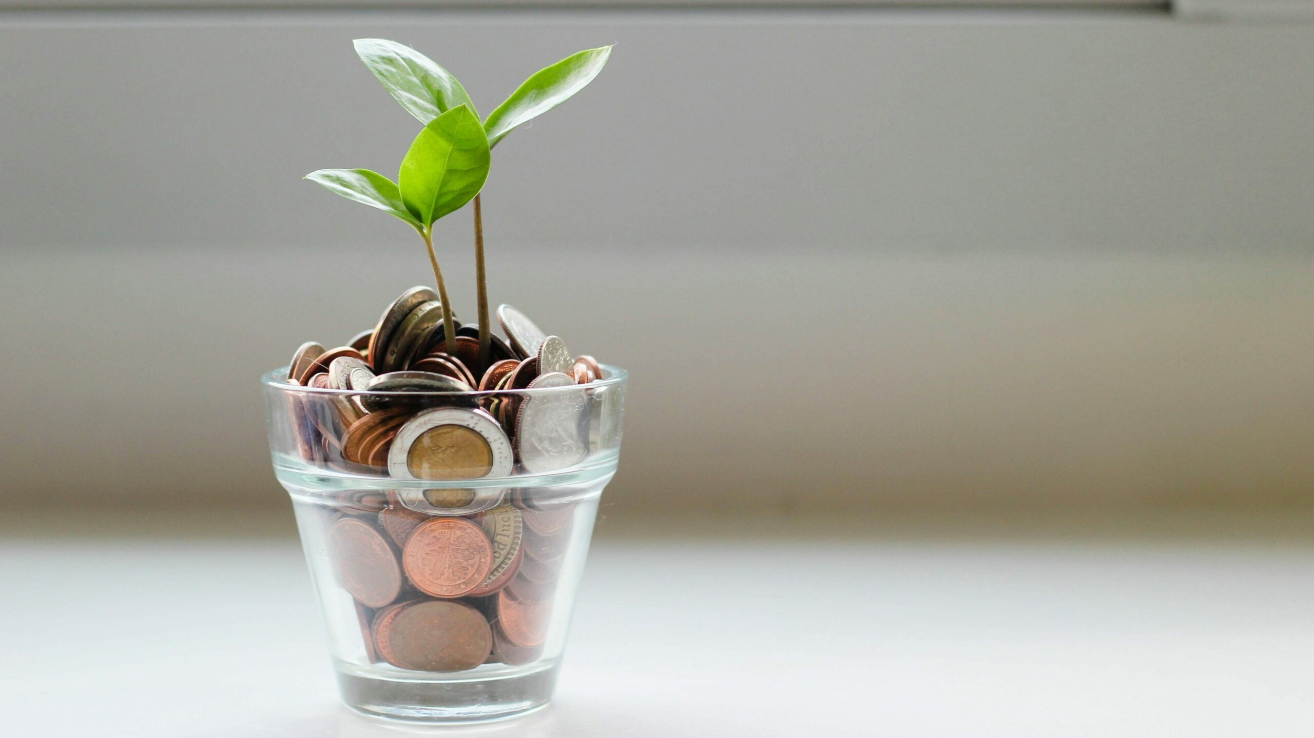 green plant in clear glass cup filled with coins.